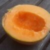 Melon Cantaloup Ornilabel bio