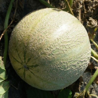 Melon charentais bio