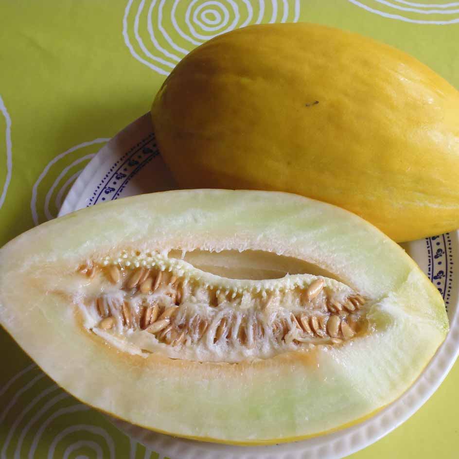 Melon Jaune Canari Bio