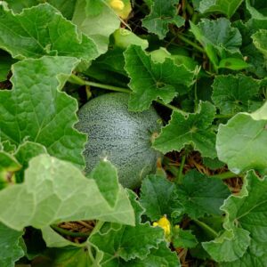 Graines de Melon petit Gris de Rennes bio
