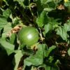Melon petit Gris de Rennes bio