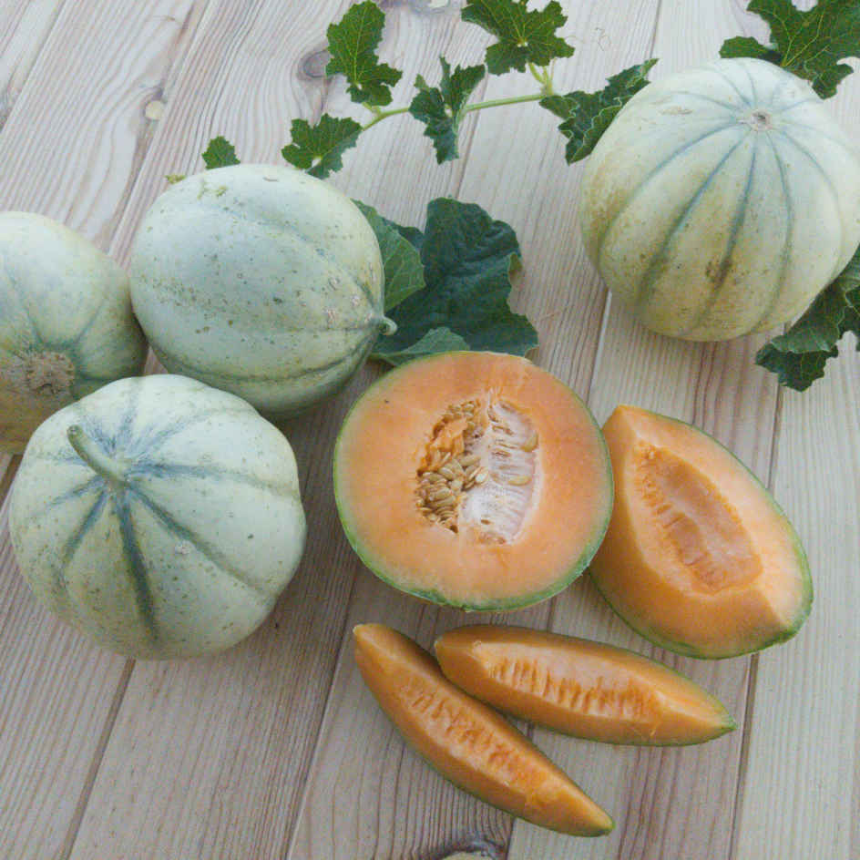 Melon Cantaloup Védrantais Bio