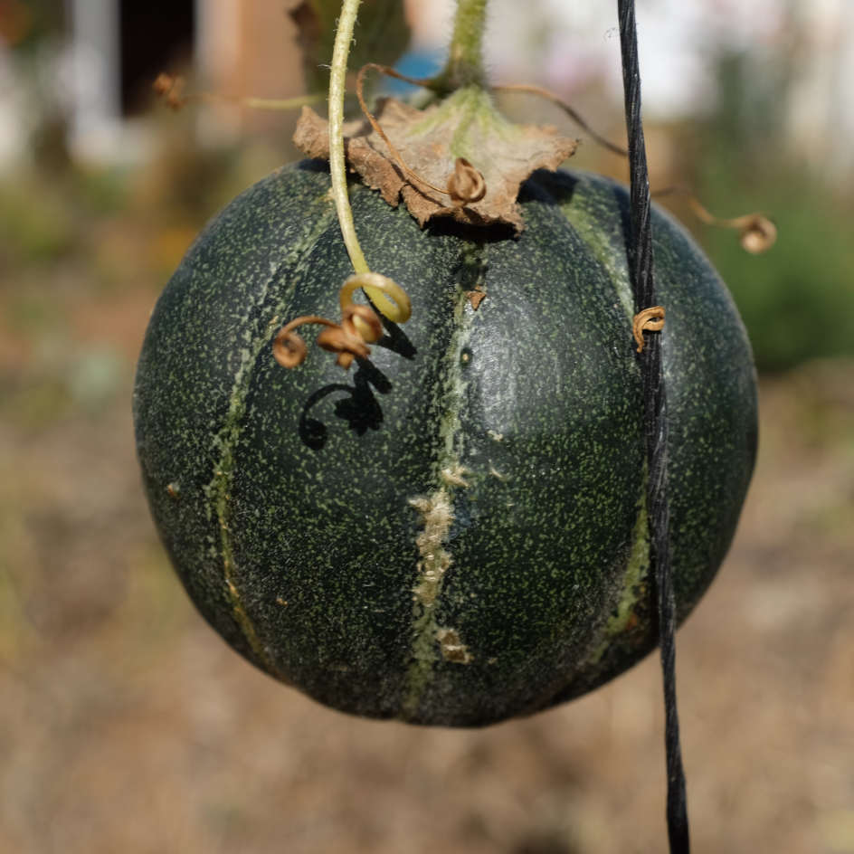 Melon Vert Grimpant Bio