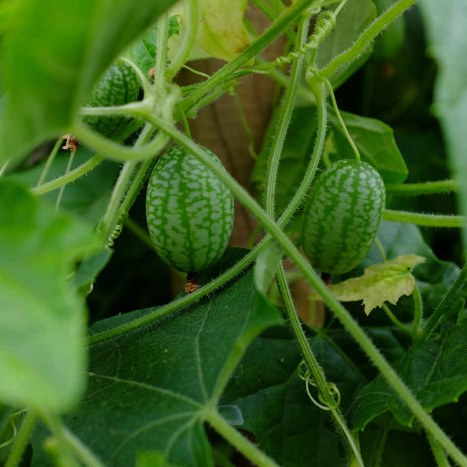 Melothria scabra - Cucamelon graines