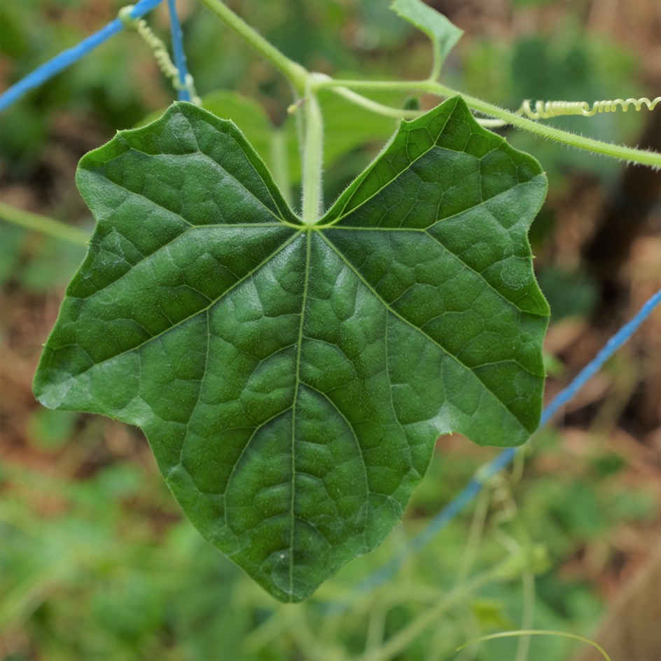 CONCOMBRE Zehneria scabra Bio - La Semence Bio