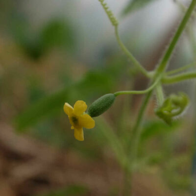 catalogus detail - Cucamelon - Concombre du Mexique