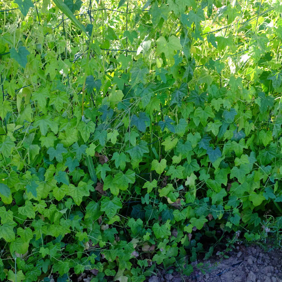 Graines de Melothria scabra - Cucamelon - Boutique Végétale