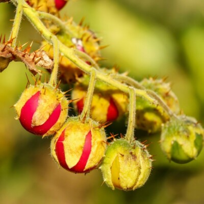 Morelle de Balbis : plante épineuse aux feuilles lobées vert foncé, tiges couvertes d’aiguillons jaunes et fleurs étoilées violettes, portant des petites baies rouges sphériques. semences reproductibles et bio