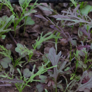 Moutarde rouge metis bio