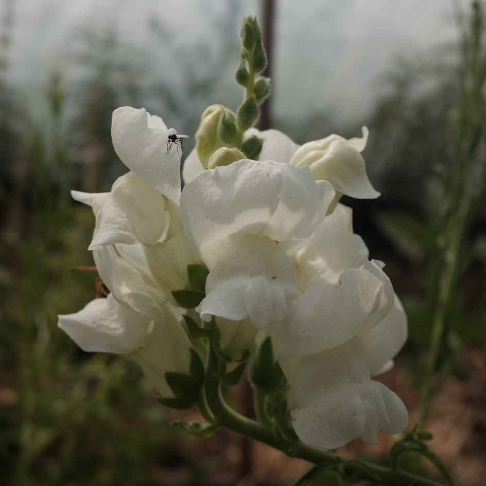 Fleurs vivaces