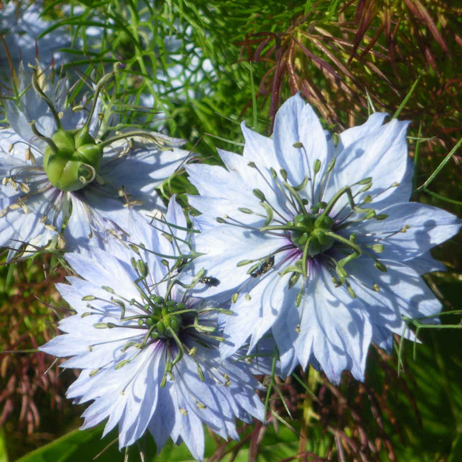 Nigelle de Damas Mrs Jekyll White Bio