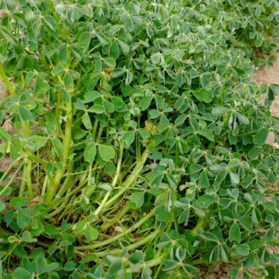 Oca du Pérou bio