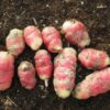 Oca du Pérou bio