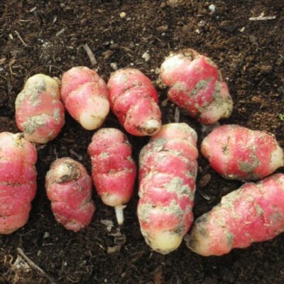 Oca du Pérou bio
