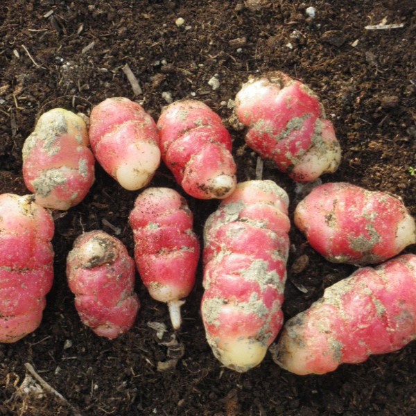 Oca du Pérou Bio