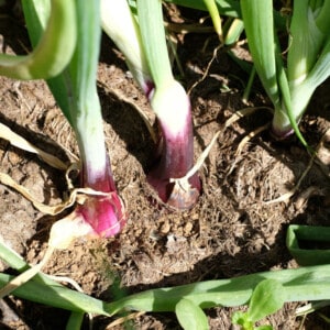 Oignon Rouge Long de Florence Bio - 1 gramme