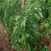 Plante Tomate beefsteak bio