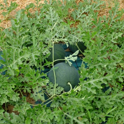 La Pastèque Sugar Baby au jardin, productive et sucrée