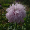Fleur Pavot Lilac Pompom bio