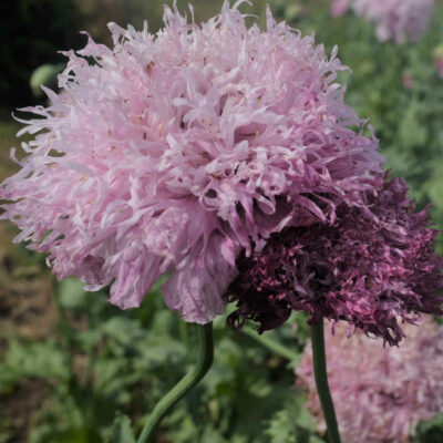 Fleur Pavot Lilac Pompom bio