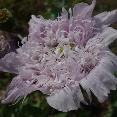 Fleur Pavot Lilac Pompom bio