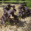 perilla crispa violet bio