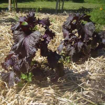 perilla crispa violet bio