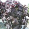 perilla crispa violet bio