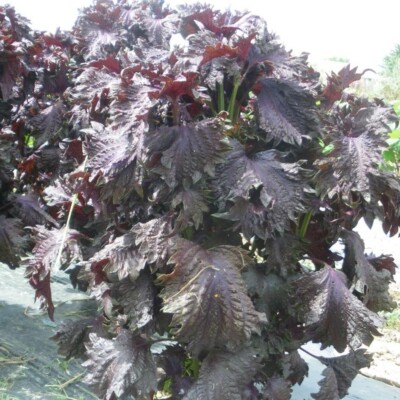 perilla crispa violet bio