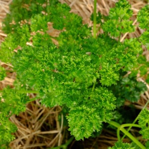 Persil Frisé Vert Foncé Moskrul 2 Bio - 1 gramme