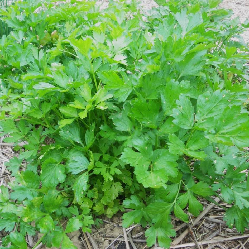 Persil italien - Bio - Jardins de l'écoumène