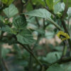 Physalis Ixocarpa Deep Purple bio