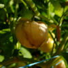 Physalis Ixocarpa Toma verde bio