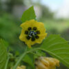 Physalis Ixocarpa Toma verde bio