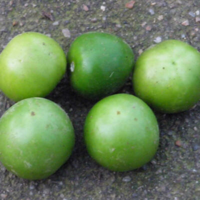 Physalis Ixocarpa Toma verde bio