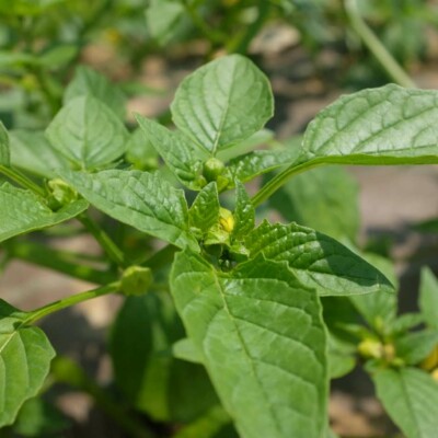 Physalis Toma Verde : fruit comestible doux et acide. Connu pour faire la 