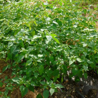 Physalis Toma Verde : fruit comestible doux et acide. Connu pour faire la 