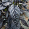 Piment black pearl bio