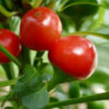 Piment de Calabrese bio