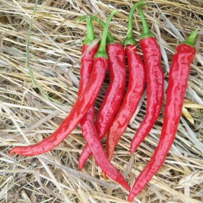 Piment de Cayenne bio