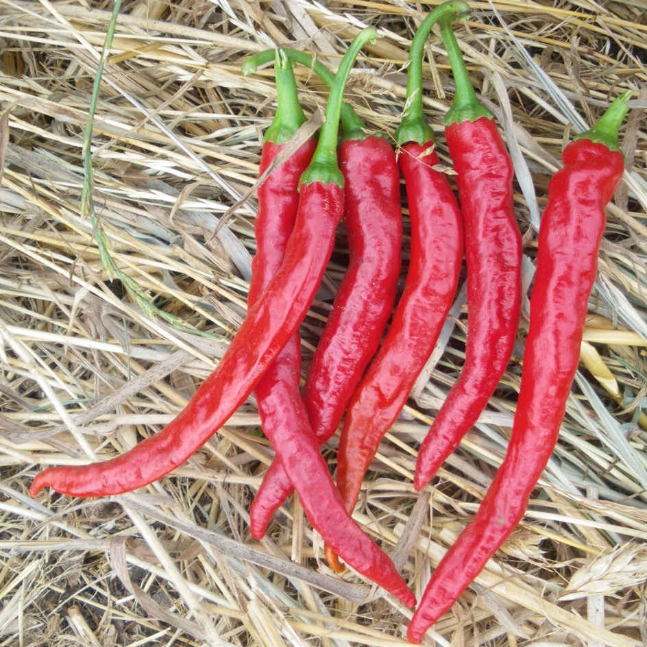 Piment de Cayenne Bio - La Boîte à Graines