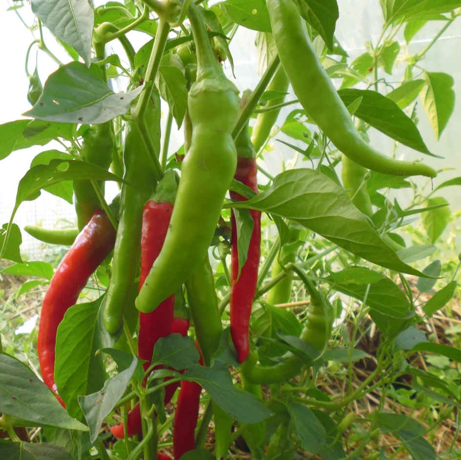 BIO Piment CAYENNE JAUNE