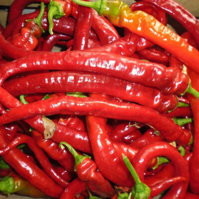 Piment Guindilla bio