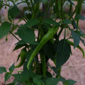 Piment Guindilla Bio - 0,2 gramme