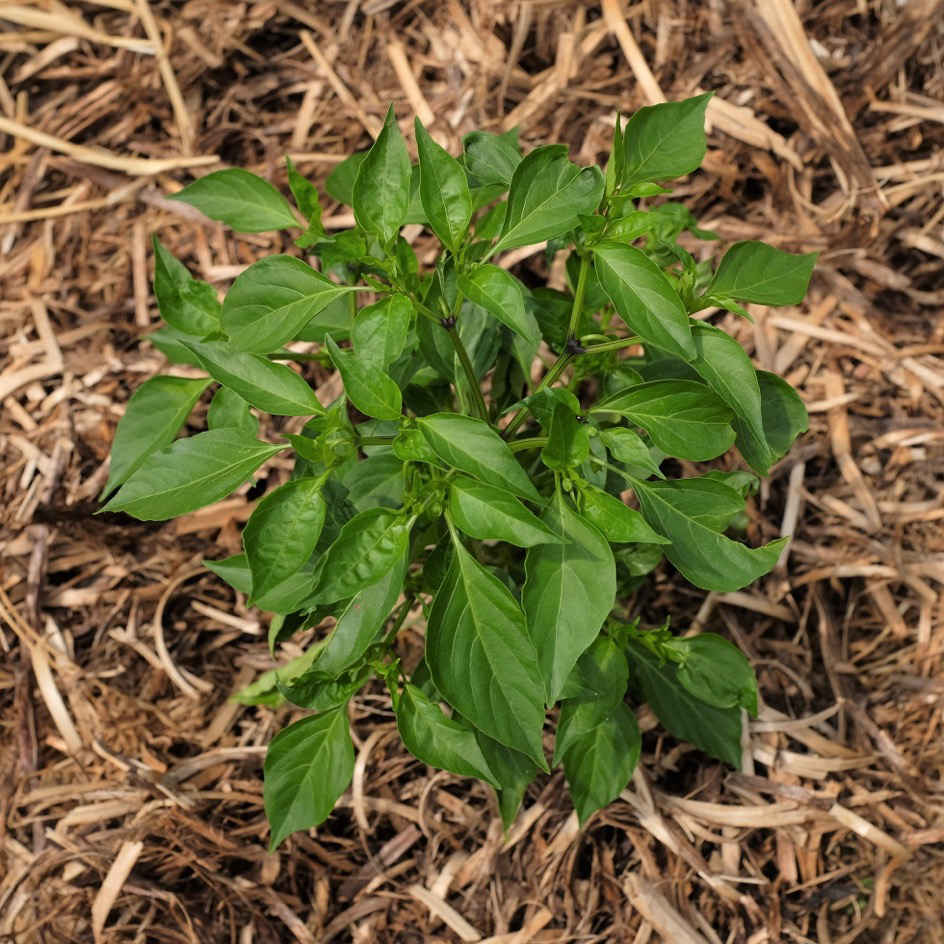 Graines Bio de Piment Pénis rouge - Peter's pepper sur