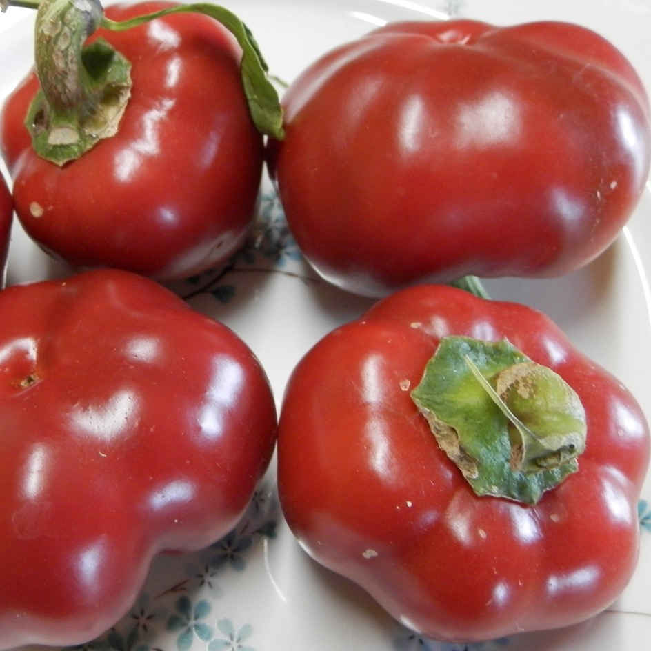 Piment Turc Bio