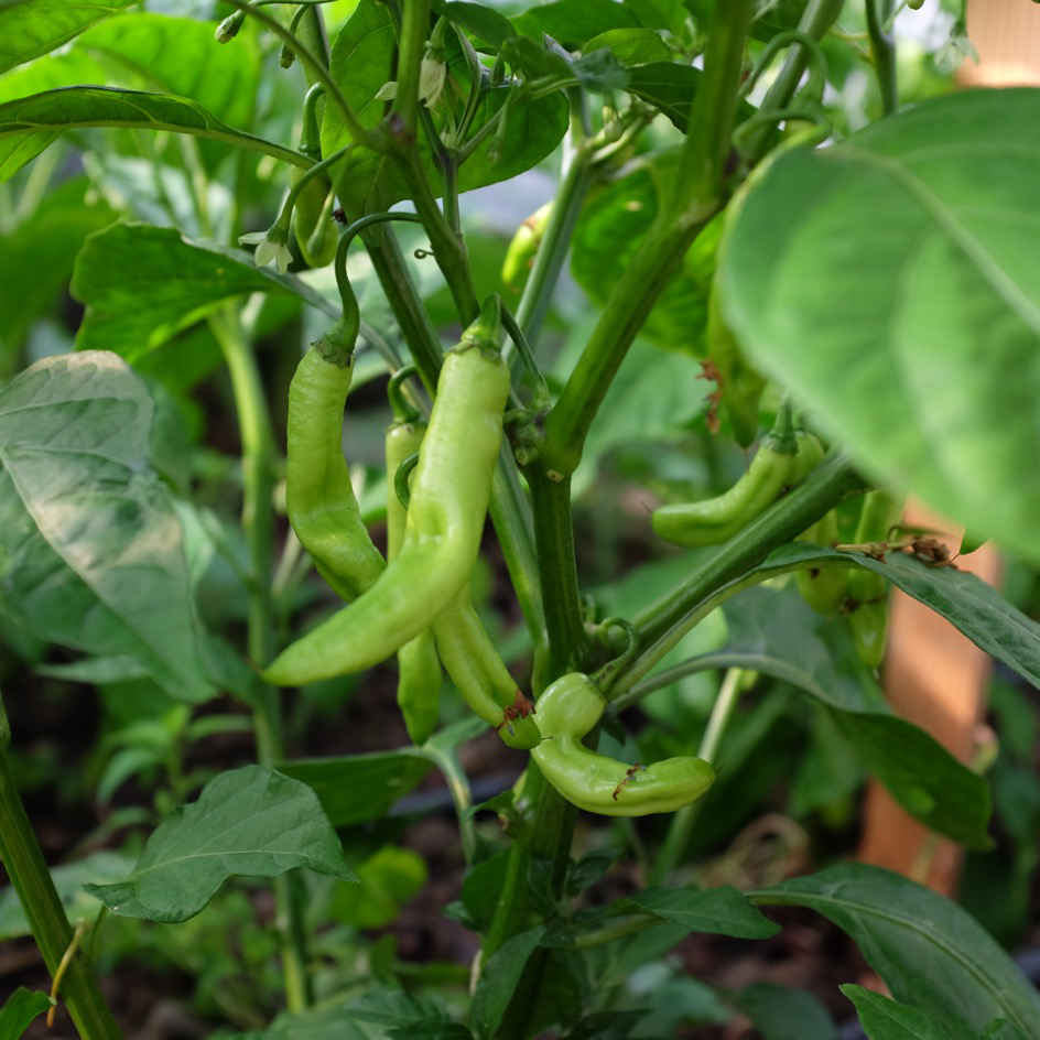 RARE 15 graines piment végétarien Antillais (Capsicum Frutescens)