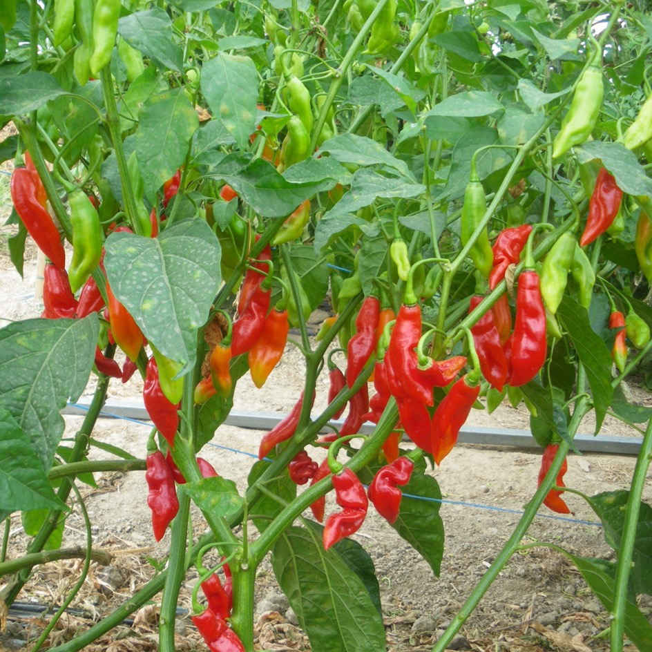 RARE 15 graines piment végétarien Antillais (Capsicum Frutescens)