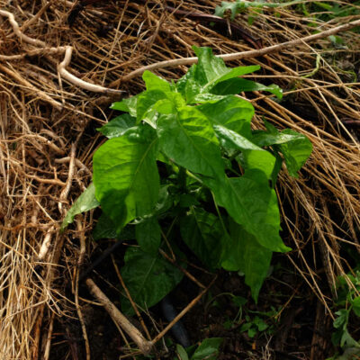 Piment Végétarien bio