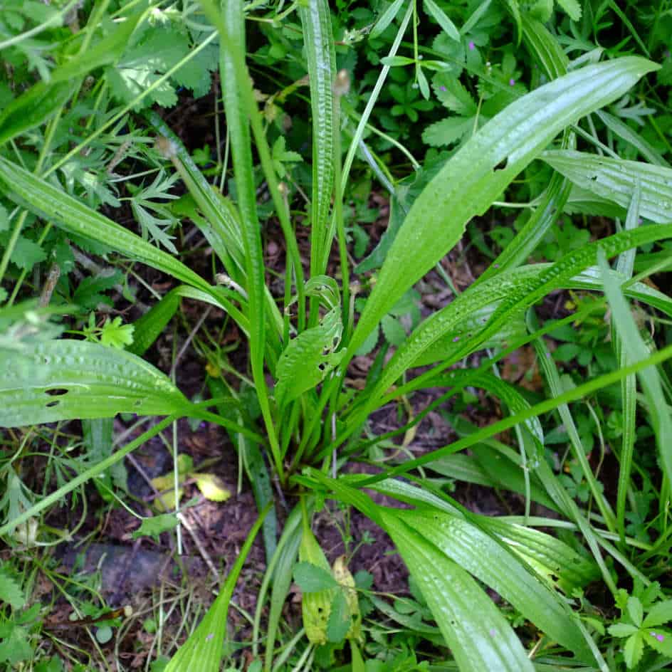 Plantain Lancéolé Bio